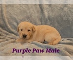 Puppy Purple Paw Male Golden Retriever