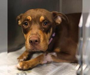 American Staffordshire Terrier-Unknown Mix Dogs for adoption in San Antonio, TX, USA