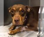 Small American Staffordshire Terrier Mix