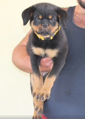 Rottweiler Puppy for sale in SUN VALLEY, CA, USA