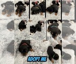 Small Photo #7 Rottweiler Puppy For Sale in DELAND, FL, USA