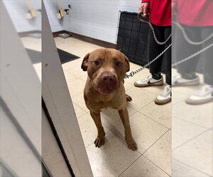 Mutt Dogs for adoption in Stockton, CA, USA