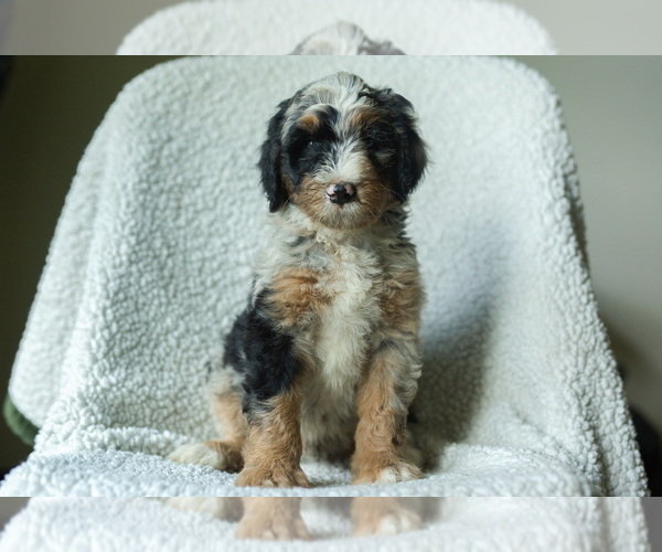 Medium Photo #4 Aussiedoodle-Bernedoodle Mix Puppy For Sale in TRAVELERS REST, SC, USA