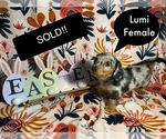 Small Photo #3 Dachshund Puppy For Sale in MODESTO, CA, USA