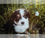 Small Photo #1 Australian Shepherd Puppy For Sale in NEW MADISON, OH, USA