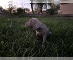 Puppy Puppy 2 Weimaraner