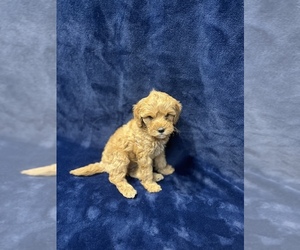Cavapoo Puppy for sale in WARRENSBURG, MO, USA