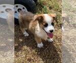Small #3 Aussie-Corgi