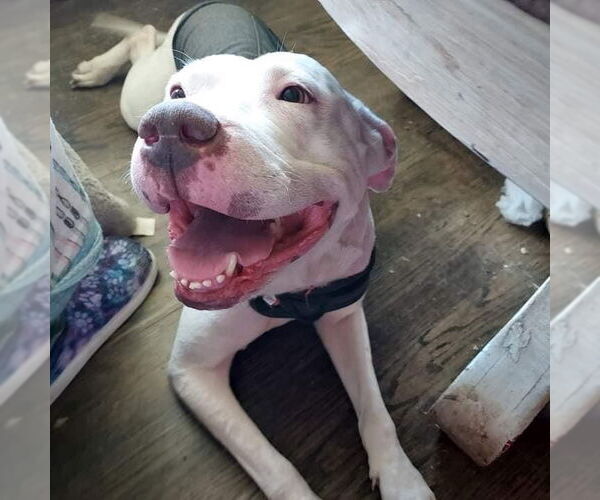 Medium Photo #20 American Pit Bull Terrier-Unknown Mix Puppy For Sale in Germantown, OH, USA