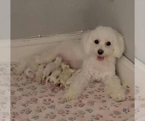 Maltese Puppy for sale in MELBOURNE, FL, USA