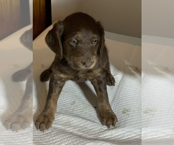 Medium Photo #1 Labradoodle Puppy For Sale in DEEPWATER, MO, USA