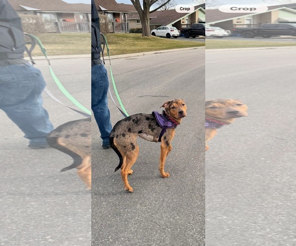 Medium Photo #7 Catahoula Bulldog Puppy For Sale in Oro Medonte, Ontario, Canada