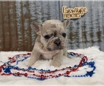 Image preview for Ad Listing. Nickname: Ward