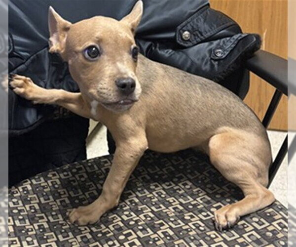 Medium Photo #1 Mutt Puppy For Sale in Plano, TX, USA