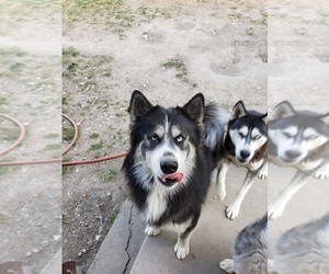 Father of the Siberian Husky puppies born on 09/14/2019