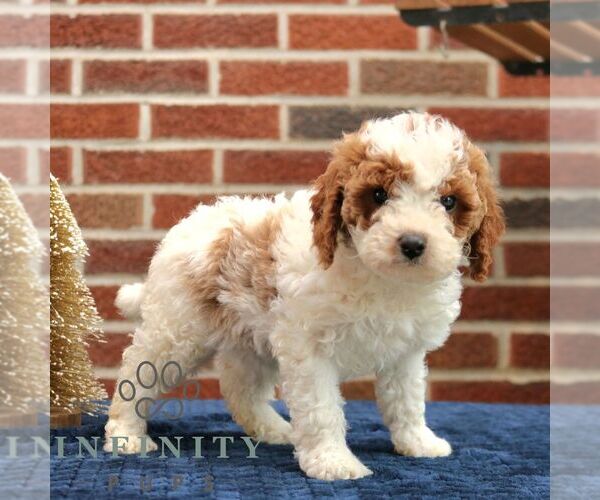 Medium Photo #3 Cavapoo Puppy For Sale in NEW HOLLAND, PA, USA
