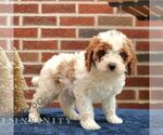 Small #2 Cavapoo