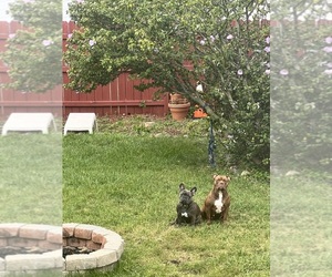 Mother of the American Bully-French Bulldog Mix puppies born on 04/27/2025
