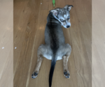 Small #6 Siberian Husky Mix