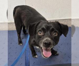 Chihuahua Dogs for adoption in Bakersfield, CA, USA