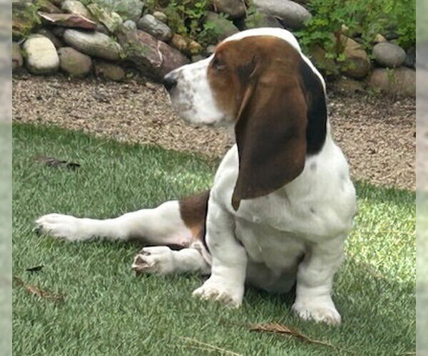 Medium Photo #3 Basset Hound Puppy For Sale in Petaluma, CA, USA