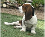 Small #2 Basset Hound