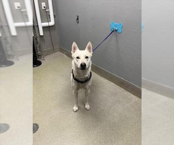 Medium Photo #1 German Shepherd Dog-Unknown Mix Puppy For Sale in Las Vegas, NV, USA