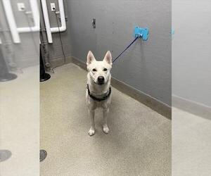 German Shepherd Dog-Unknown Mix Dogs for adoption in Las Vegas, NV, USA