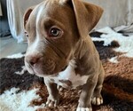 Small Photo #2 American Bully Puppy For Sale in PHILADELPHIA, PA, USA