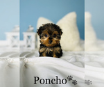 Small #7 Yorkshire Terrier