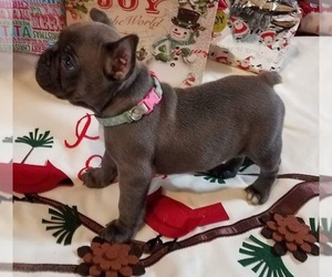Faux Frenchbo Bulldog Puppy for sale in NORTH BERGEN, NJ, USA