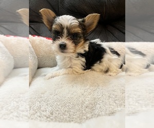 Yorkshire Terrier Puppy for sale in SAN ANTONIO, TX, USA