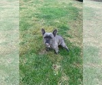 Small Photo #6 French Bulldog Puppy For Sale in MODESTO, CA, USA