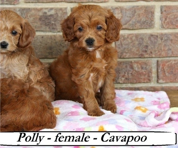 Medium Photo #1 Cavapoo Puppy For Sale in CLARKRANGE, TN, USA