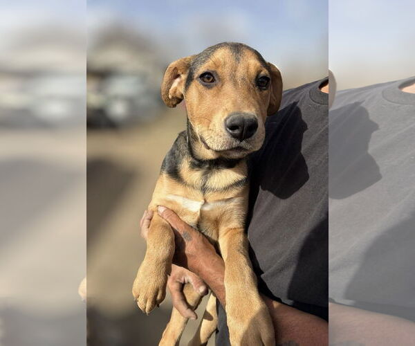 Medium Photo #5 Labrador Retriever-Unknown Mix Puppy For Sale in Grafton, WI, USA