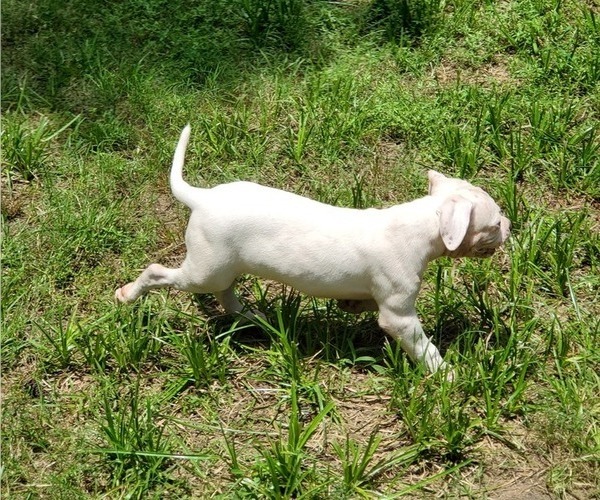 Medium Photo #4 American Bulldog Puppy For Sale in THE WOODLANDS, TX, USA