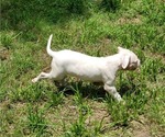 Small Photo #4 American Bulldog Puppy For Sale in THE WOODLANDS, TX, USA