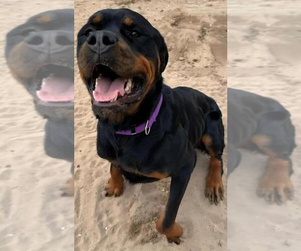 Medium Photo #1 Rottweiler Puppy For Sale in San Antonio, TX, USA