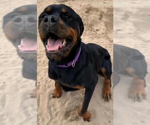 Rottweiler Dogs for adoption in San Antonio, TX, USA