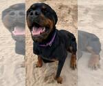 Small Rottweiler