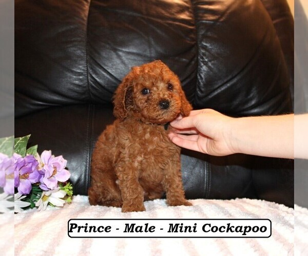 Medium Photo #5 Cockapoo (Miniature) Puppy For Sale in CLARKRANGE, TN, USA