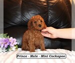 Small #4 Cockapoo (Miniature)