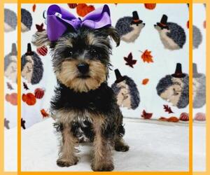 Morkie Puppy for sale in TAYLOR, TX, USA