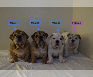 Bulldog Puppy for sale in TEMPE, AZ, USA