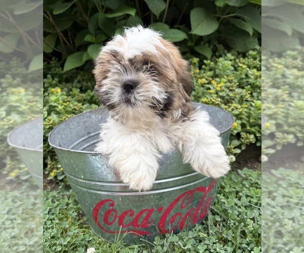 Medium Photo #2 Shih Tzu Puppy For Sale in MIDDLEBURY, IN, USA