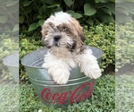 Small #1 Shih Tzu