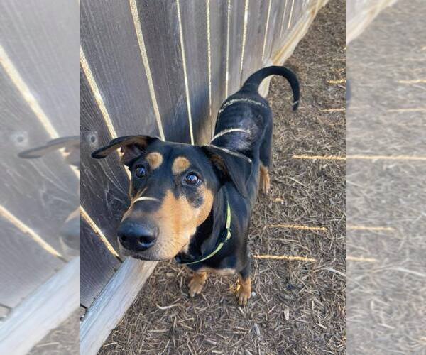 Medium Photo #20 Doberman Pinscher-Pointer Mix Puppy For Sale in Houston, TX, USA