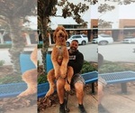 Small Photo #1 Doodle-Goldendoodle Mix Puppy For Sale in DADE CITY, FL, USA