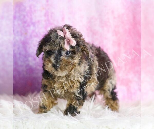Medium Photo #3 Poodle (Toy) Puppy For Sale in WARSAW, IN, USA