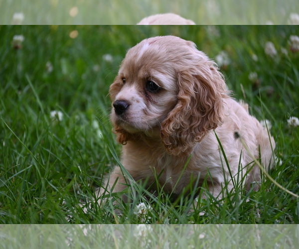 Medium Photo #3 Cocker Spaniel Puppy For Sale in AVALON, MO, USA